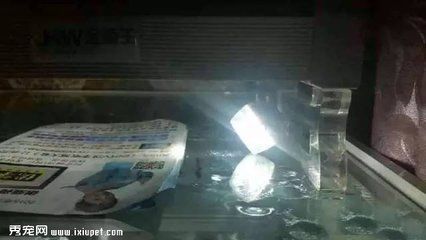 龍魚夜燈用射燈好嗎：關于龍魚夜燈的擺放位置的相關內容