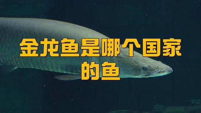 金龍魚色拉油產地哪里