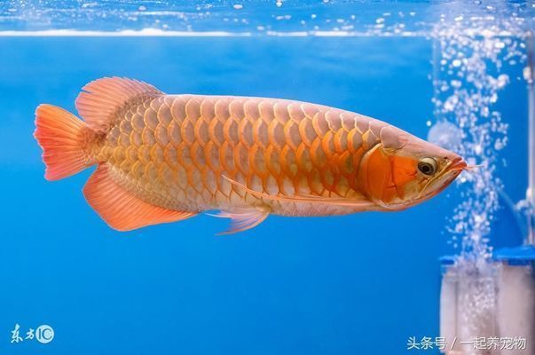 買紅龍魚(yú)怎么選購(gòu)好的魚(yú)苗（如何挑選紅龍魚(yú)苗） 買紅龍魚(yú)怎么選購(gòu)好的魚(yú)苗（如何挑選紅龍魚(yú)苗） 龍魚(yú)百科 第2張