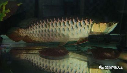 龍魚的狀態好壞對其整體健康和外觀有著重要影響和影響：如何調整龍魚的狀態