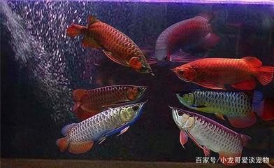 龍魚的狀態好壞對其整體健康和外觀有著重要影響和影響：如何調整龍魚的狀態