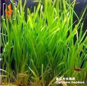 魚(yú)缸選擇大水蘭還是小水蘭（大水蘭與小水蘭的養(yǎng)護(hù)技巧）