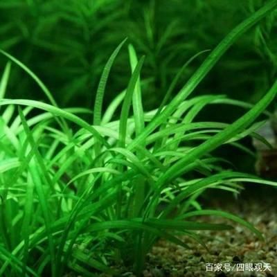 魚缸選擇大水蘭還是小水蘭（大水蘭與小水蘭的養(yǎng)護(hù)技巧）