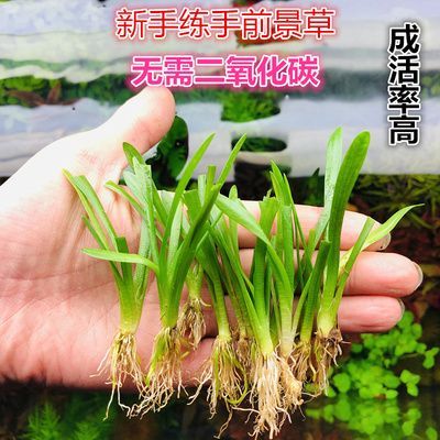 魚缸選擇大水蘭還是小水蘭（大水蘭與小水蘭的養(yǎng)護(hù)技巧）
