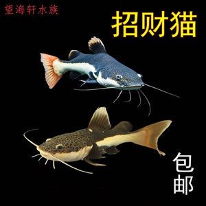 紅<strong><mark>麒麟</mark></strong>紅龍魚幼苗