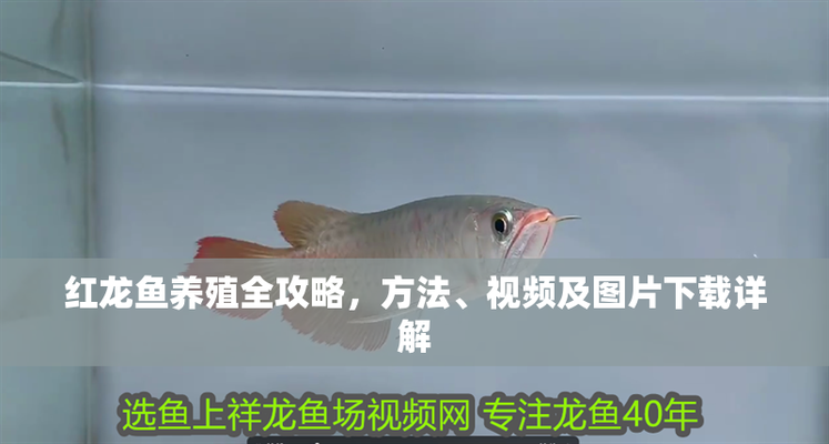 紅麒麟紅龍魚幼苗