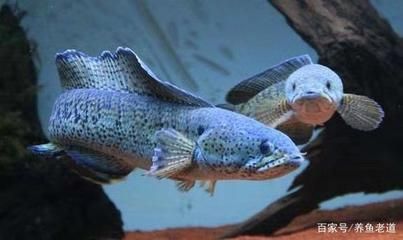 龍魚養殖指南：養魚老道龍魚養殖指南
