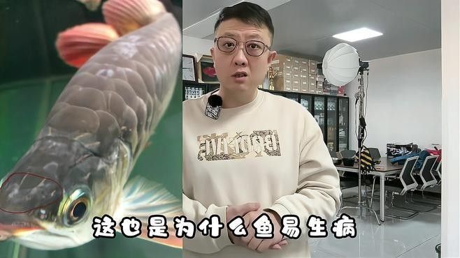 龍魚水溫度多少最佳