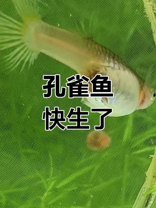 孔雀魚生產前兆圖片 孔雀魚生產前兆圖片 龍魚百科 第4張