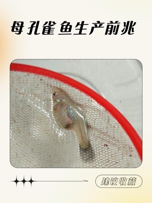孔雀魚生產前兆圖片 孔雀魚生產前兆圖片 龍魚百科 第1張