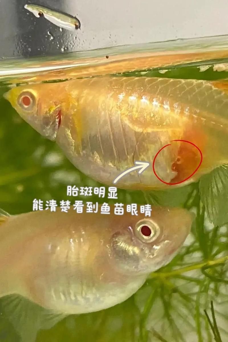 孔雀魚生產前兆圖片 孔雀魚生產前兆圖片 龍魚百科 第2張