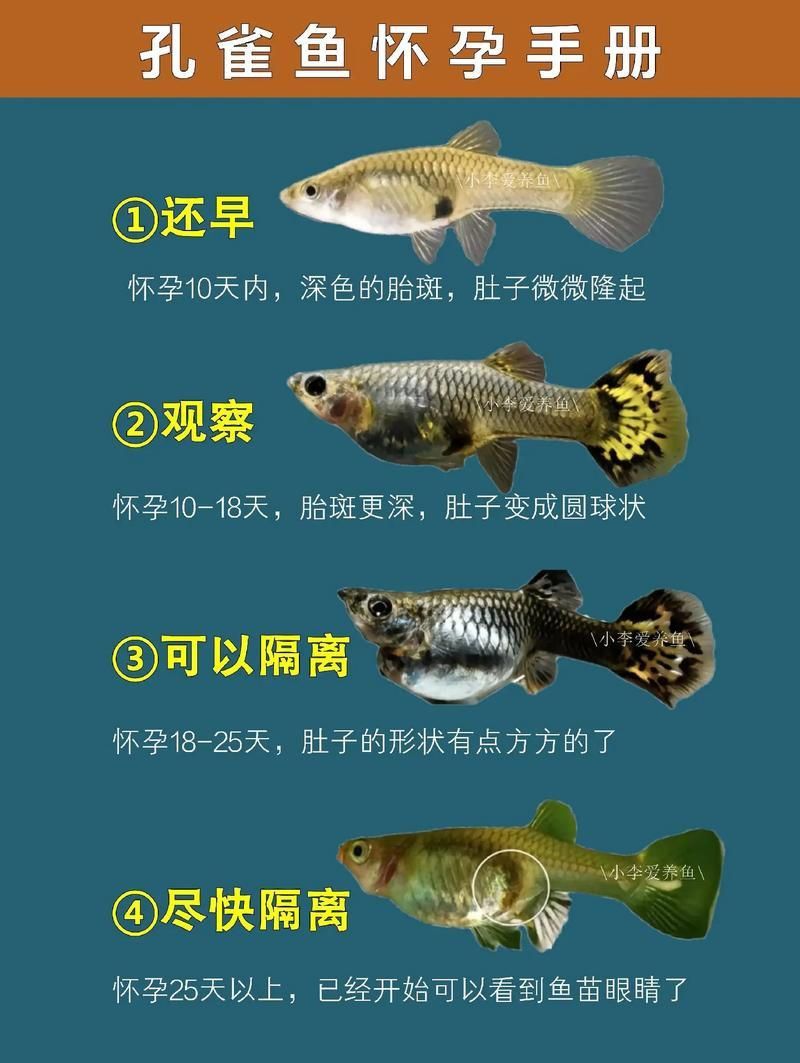 孔雀魚生產前兆圖片 孔雀魚生產前兆圖片 龍魚百科 第5張