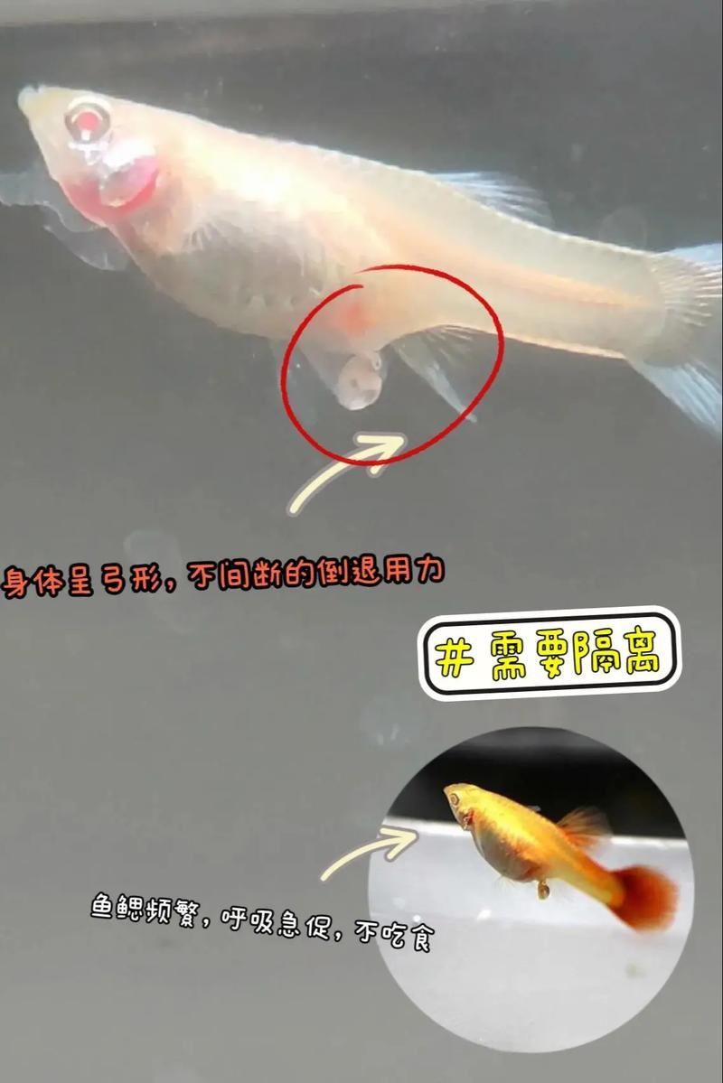 孔雀魚生產前兆圖片 孔雀魚生產前兆圖片 龍魚百科 第8張
