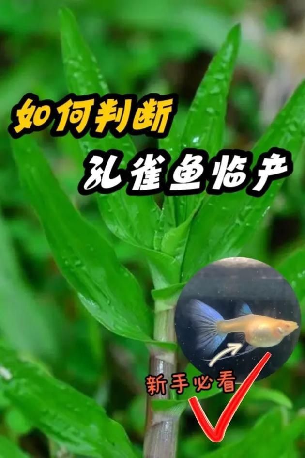 孔雀魚生產前兆圖片 孔雀魚生產前兆圖片 龍魚百科 第10張