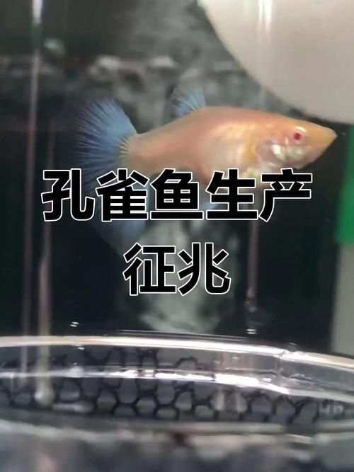孔雀魚生產前兆圖片 孔雀魚生產前兆圖片 龍魚百科 第6張