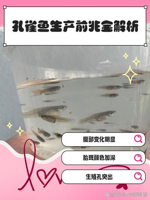 孔雀魚生產前兆圖片 孔雀魚生產前兆圖片 龍魚百科 第9張