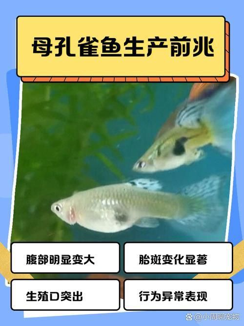 孔雀魚生產前兆圖片 孔雀魚生產前兆圖片 龍魚百科 第7張