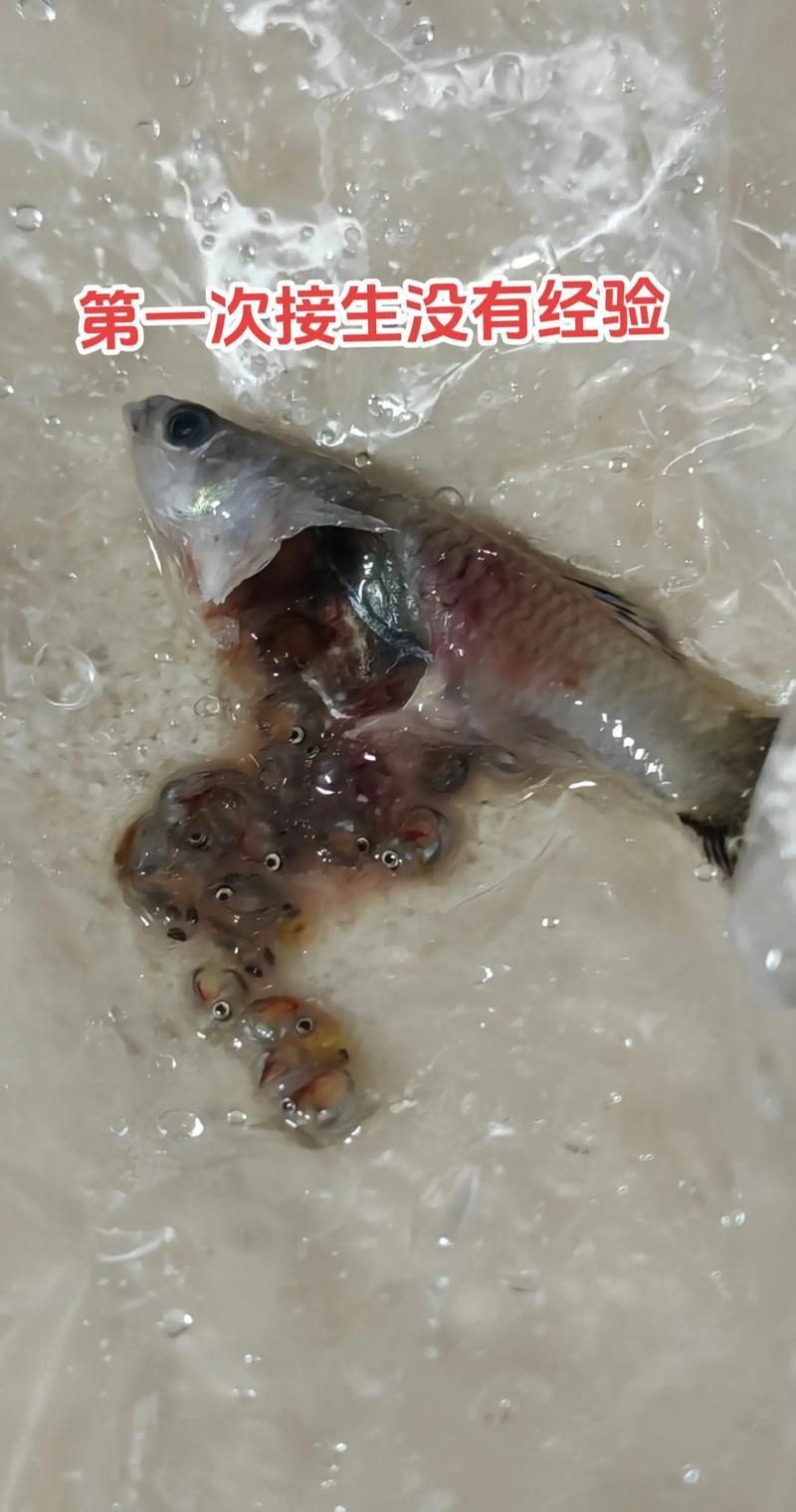 孔雀魚生產前兆圖片 孔雀魚生產前兆圖片 龍魚百科 第13張