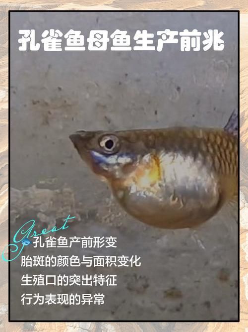 孔雀魚生產前兆圖片 孔雀魚生產前兆圖片 龍魚百科 第12張