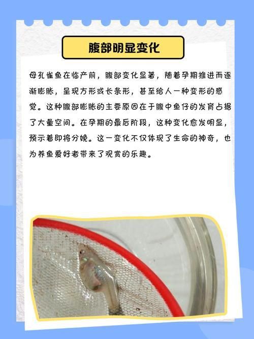 孔雀魚生產前兆圖片 孔雀魚生產前兆圖片 龍魚百科 第11張