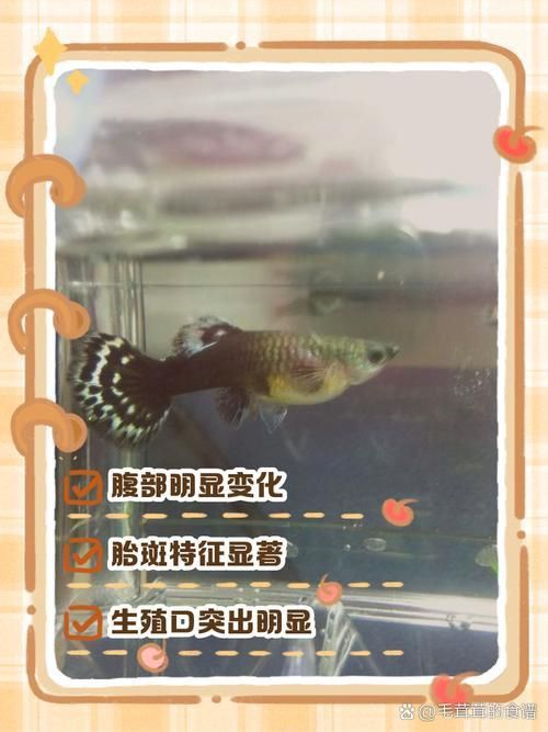 孔雀魚生產前兆圖片 孔雀魚生產前兆圖片 龍魚百科 第14張