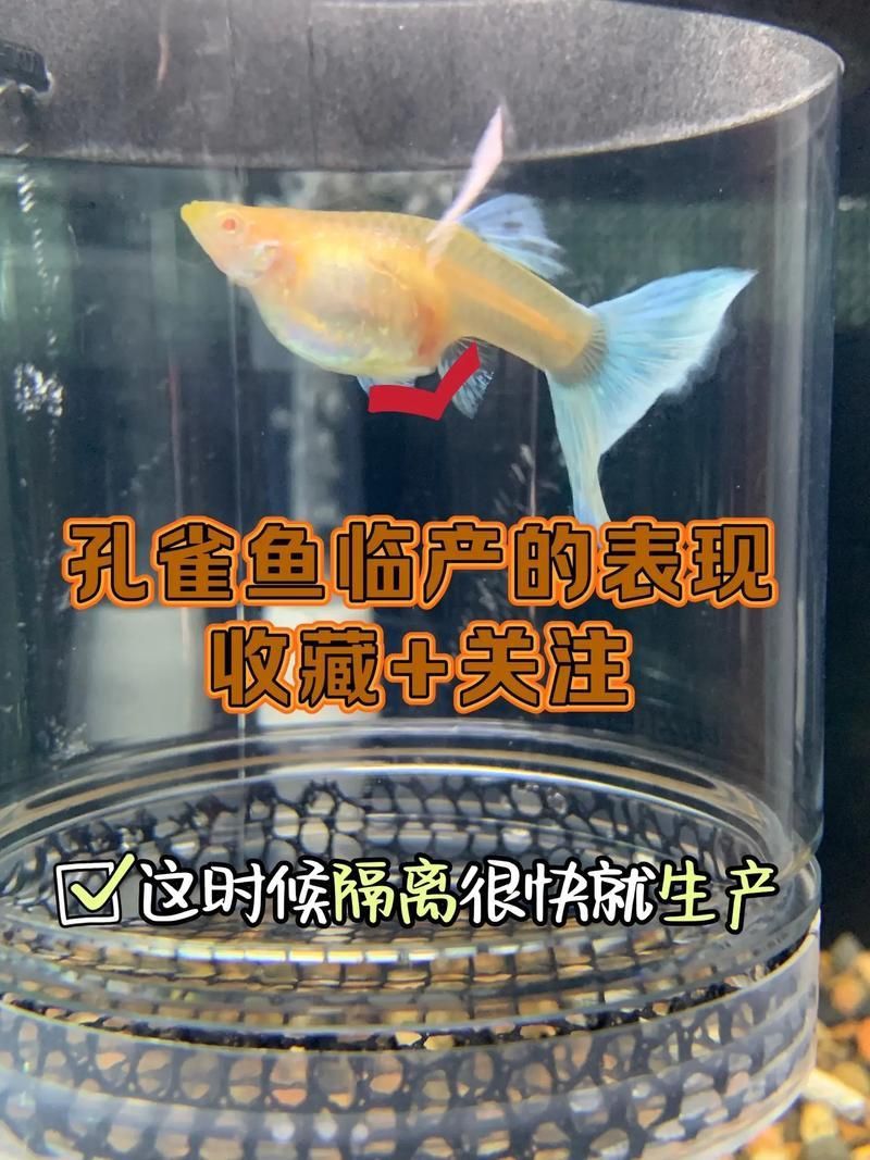 孔雀魚生產前兆圖片 孔雀魚生產前兆圖片 龍魚百科 第18張