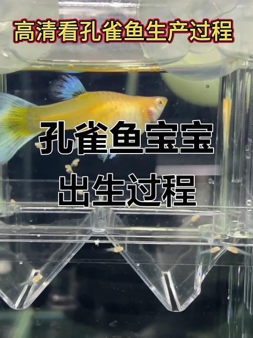 孔雀魚生產前兆圖片 孔雀魚生產前兆圖片 龍魚百科 第15張