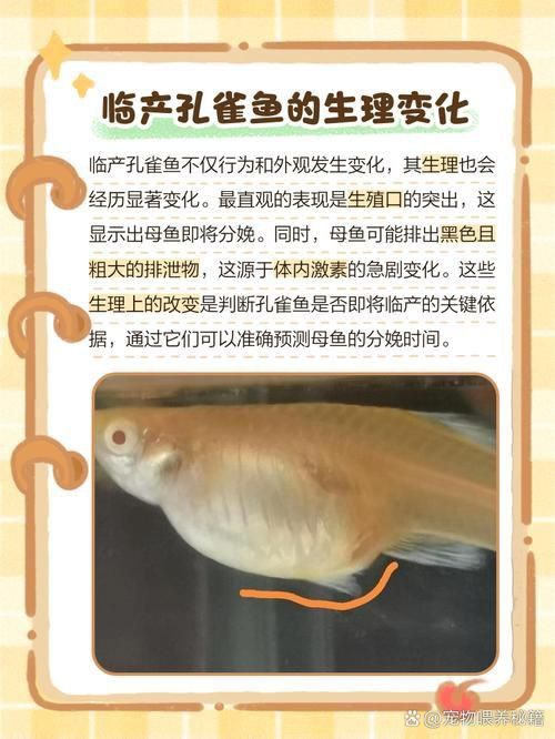 孔雀魚生產前兆圖片 孔雀魚生產前兆圖片 龍魚百科 第16張