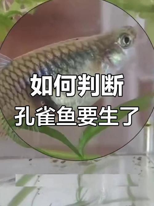 孔雀魚生產前兆圖片 孔雀魚生產前兆圖片 龍魚百科 第17張