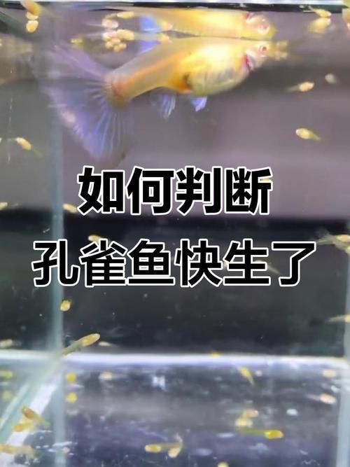 孔雀魚生產前兆圖片 孔雀魚生產前兆圖片 龍魚百科 第19張