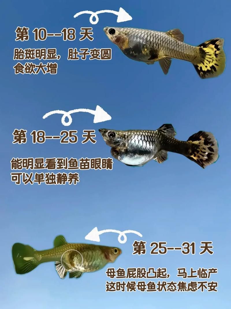 孔雀魚生產前兆圖片 孔雀魚生產前兆圖片 龍魚百科 第20張