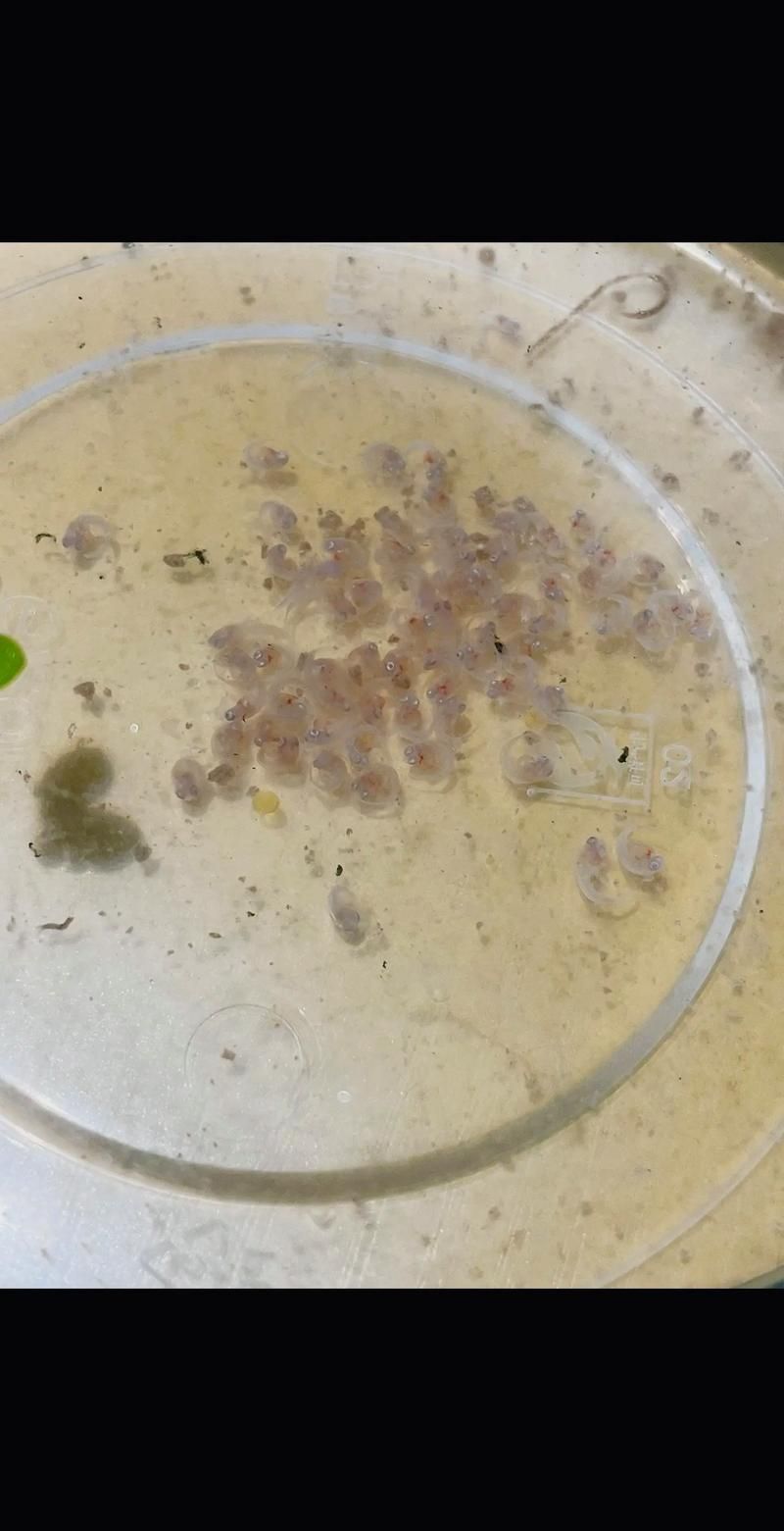 孔雀魚生產前兆圖片 孔雀魚生產前兆圖片 龍魚百科 第21張
