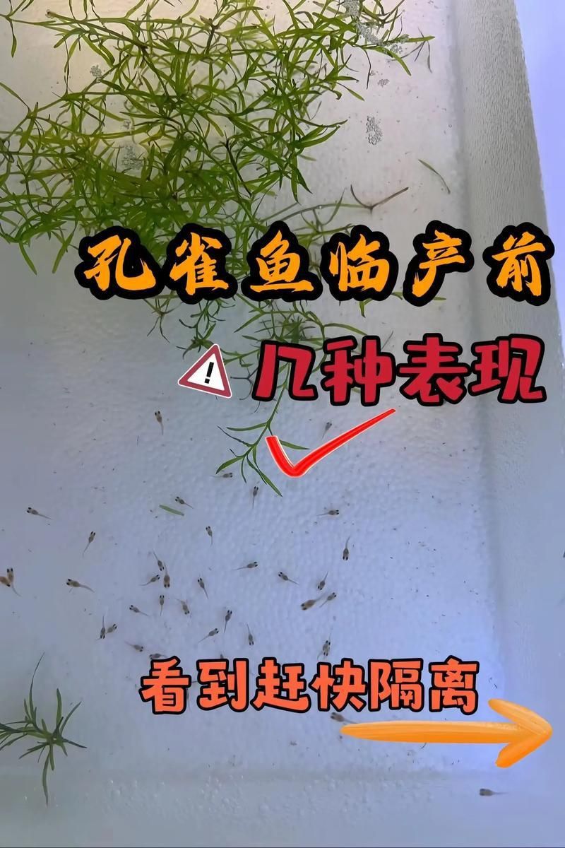 孔雀魚生產前兆圖片 孔雀魚生產前兆圖片 龍魚百科 第23張