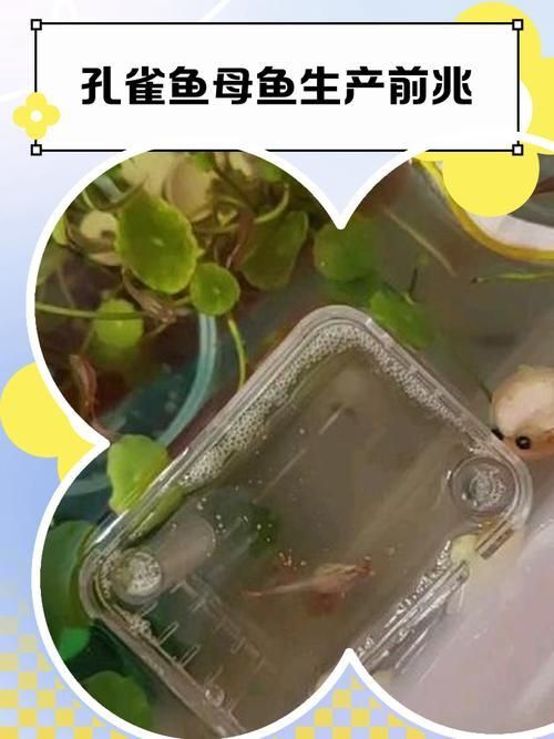 孔雀魚生產前兆圖片 孔雀魚生產前兆圖片 龍魚百科 第26張