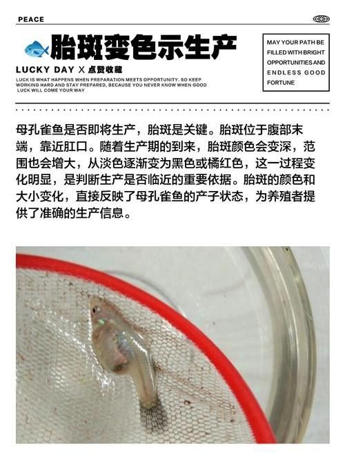 孔雀魚生產前兆圖片 孔雀魚生產前兆圖片 龍魚百科 第22張