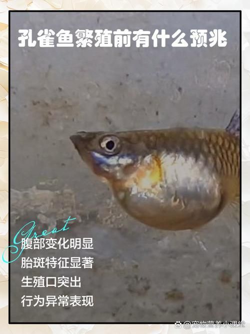 孔雀魚生產前兆圖片 孔雀魚生產前兆圖片 龍魚百科 第25張