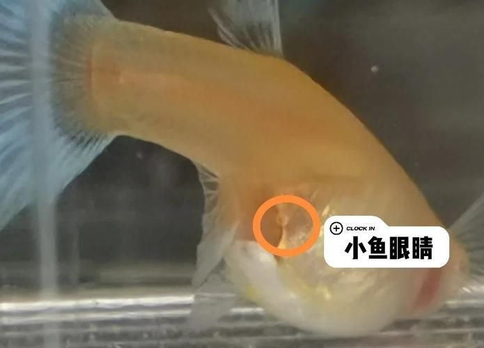 孔雀魚生產前兆圖片 孔雀魚生產前兆圖片 龍魚百科 第24張