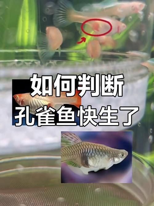 孔雀魚生產前兆圖片 孔雀魚生產前兆圖片 龍魚百科 第27張