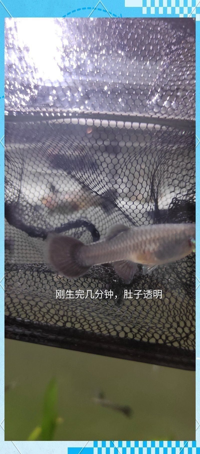 孔雀魚生產前兆圖片 孔雀魚生產前兆圖片 龍魚百科 第31張