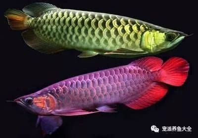 龍魚常見疾病與治療方案:龍魚常見疾病與治療方案, 龍魚百科 第2張 龍魚常見疾病與治療方案:龍魚常見疾病與治療方案, 龍魚常見疾病與治療方案:龍魚常見疾病與治療方案, 龍魚百科 第2張