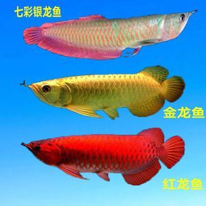 金龍和龍魚（金龍魚和銀龍魚有什么區別？）