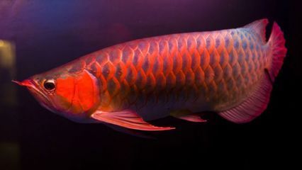 血紅龍魚多大缸（飼養血紅龍魚所需的水族箱尺寸） 血紅龍魚多大缸（飼養血紅龍魚所需的水族箱尺寸） 龍魚百科 第1張