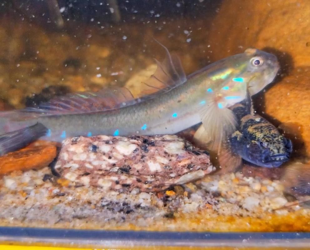 雷龍魚可以和蝦虎混養嗎圖片大全