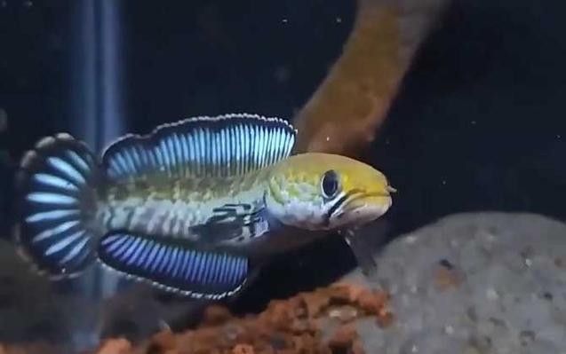 雷龍魚可以和蝦虎混養嗎圖片大全