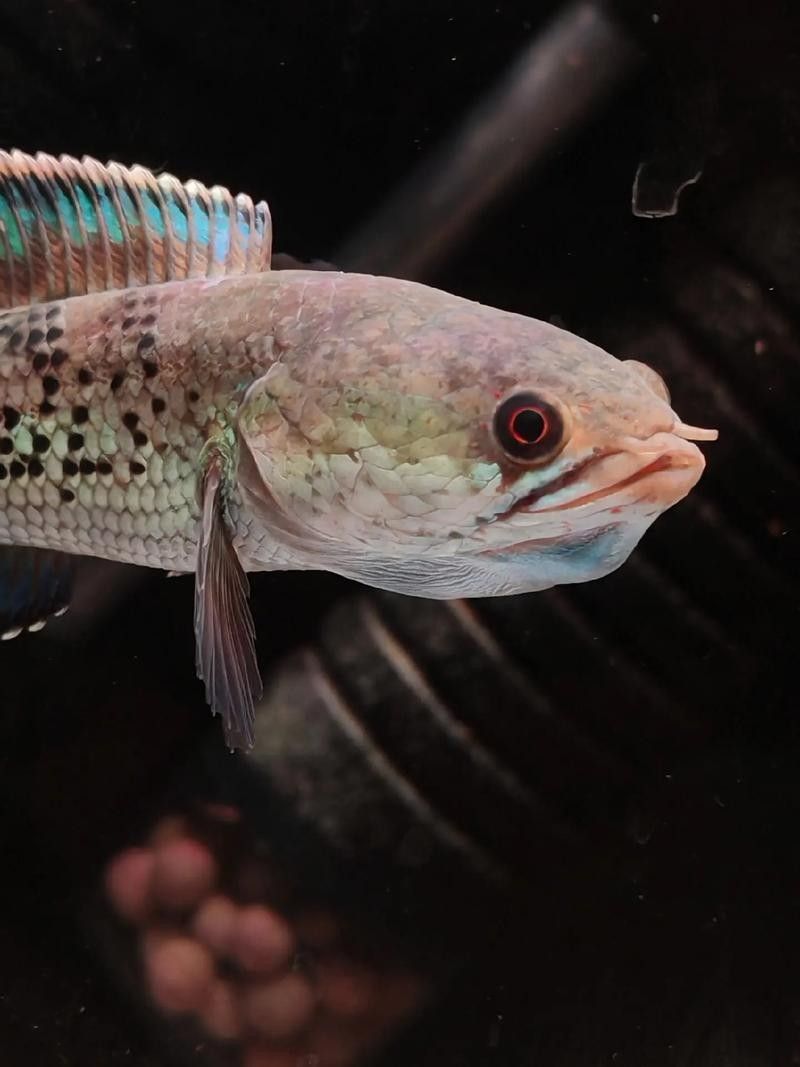 雷龍魚可以和蝦虎混養嗎圖片大全