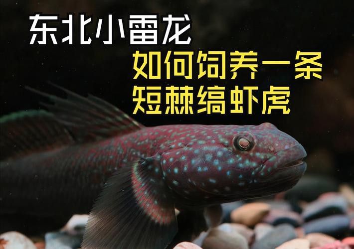 雷龍魚可以和蝦虎混養嗎圖片大全