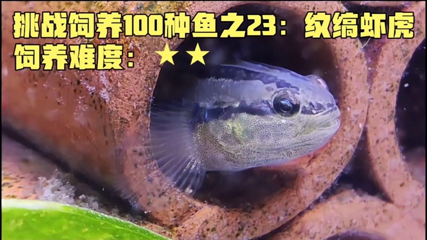 雷龍魚可以和蝦虎混養嗎圖片大全