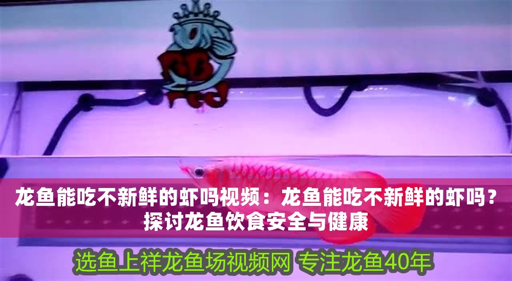 龍魚能吃不新鮮的蝦嗎視頻：龍魚能吃不新鮮的蝦嗎？探討龍魚飲食安全與健康 龍魚能吃不新鮮的蝦嗎視頻：龍魚能吃不新鮮的蝦嗎？探討龍魚飲食安全與健康 龍魚百科 第1張