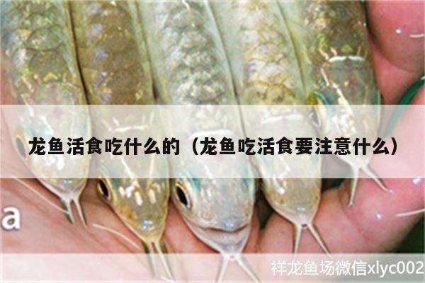 龍魚的藥可以給其他魚用嗎有毒嗎：龍魚活食處理方法 龍魚的藥可以給其他魚用嗎有毒嗎：龍魚活食處理方法 龍魚百科 第9張