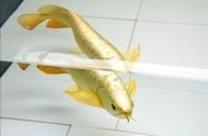 龍魚的藥可以給其他魚用嗎有毒嗎：龍魚活食處理方法 龍魚的藥可以給其他魚用嗎有毒嗎：龍魚活食處理方法 龍魚百科 第14張